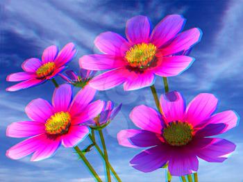 Beautiful Cosmos Flower against the sky. Anaglyph. View with red/cyan glasses to see in 3D. 3D illustration