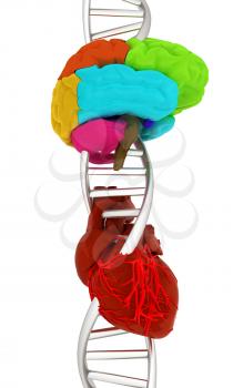 DNA, brain and heart. 3d illustration
