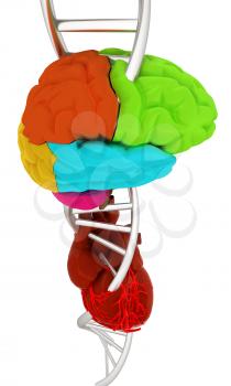 DNA, brain and heart. 3d illustration