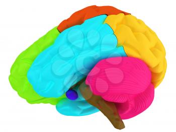 creative concept with 3d rendered colourful brain