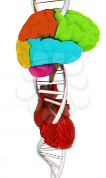DNA, brain and heart. 3d illustration. Anaglyph. View with red/cyan glasses to see in 3D.