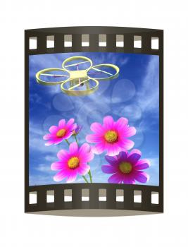 Drone, quadrocopter, with photo camera against the sky and Beautiful Cosmos Flower. 3D illustration. The film strip