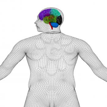 Wire human model with brain. 3d render