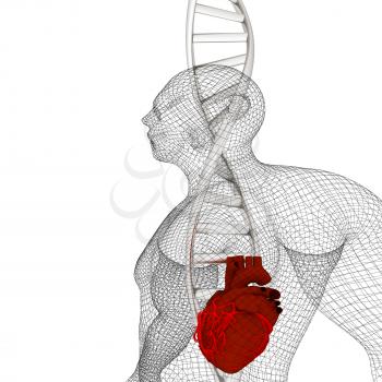 3D medical background with DNA strands and Heart in human. 3d render