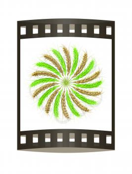 3D illustration of a golden and green not mature wreath made of wheat spikelets. Design element. 3d render. Film strip.