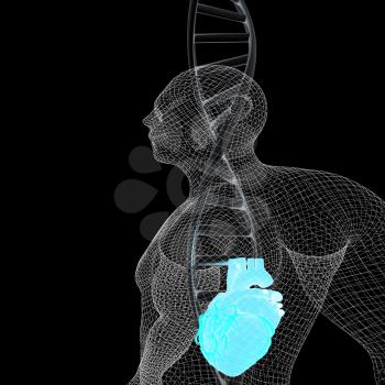 3D medical background with DNA strands and Heart in human. 3d render. On a black background.