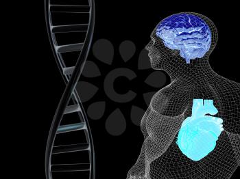 3D medical background with DNA strands and wire human body model with heart and brain in x-ray. 3d render. On a black background.