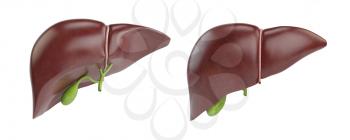 Healthy human liver with gallbladder isolated on white background. 3d illustration