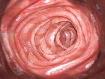 Colonoscopy. Inside of healthy colon, large intestine.Human digestive system. 3d illustration
