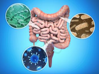 Bacteries of human intestine, Intestinal flora gut health concept. 3d illustration