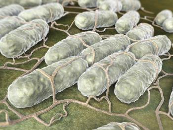 Culture of Salmonella bacteria