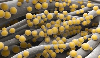 Staphylococcus aureus MRSA bacteria