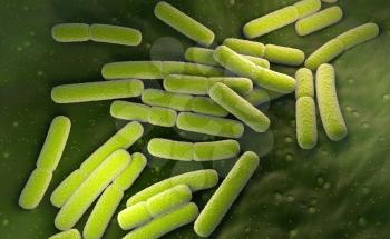E. coli. Escherichia coli bacteria cells. 3D illustration