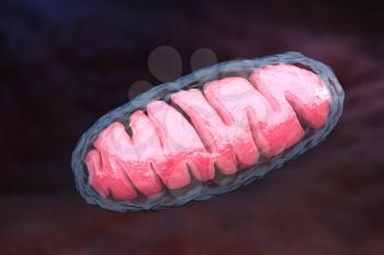 Mitochondrion is a double membrane-bound organelle found in all eukaryotic organisms. 3D illustration