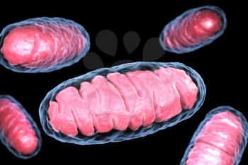 Mitochondrion is a double membrane-bound organelle found in all eukaryotic organisms. 3D illustration