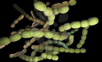 Streptococcus pneumoniae. 3D illustration