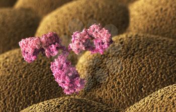 Human antibody (immunoglobulin). 3D illustration