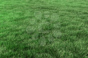 Green grass field background, green lawn in park close-up perspective view, nature 3D illustration
