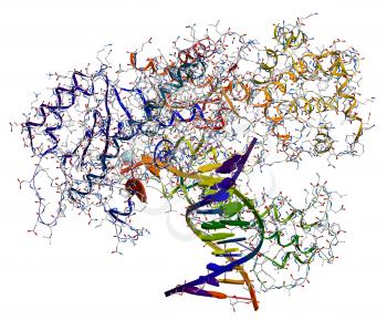 DNA polymerase I. An enzyme that participates in the DNA replication