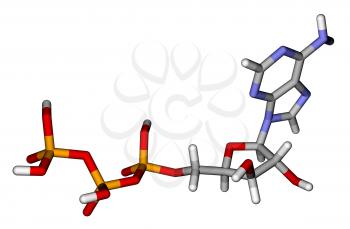 Optimized molecular structure of adenosine triphosphate (ATP) on a white background