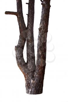Tree Trunk Isolated On White Background. For Copy Space, Arrows ,Signs, Signposts and Directions