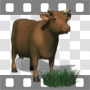 Cow grazing with grass