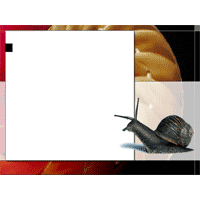 Backdrop with snail and nautilus shell