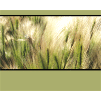 Prairie grass qx