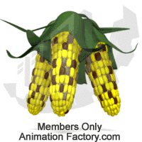 Corn rotating