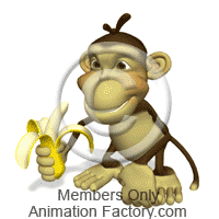 Monkey chewing banana