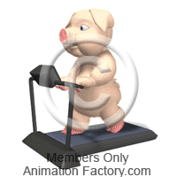 Pig on a treadmill