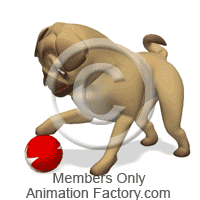 Pug dog playing with ball
