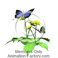Pollinating Animation