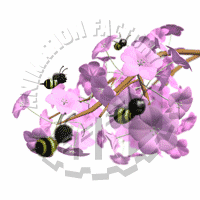 Pollinating Animation