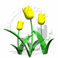Tulips Animation