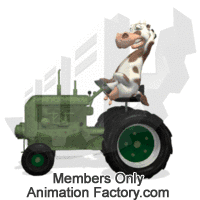 Bessie cow driving tractor