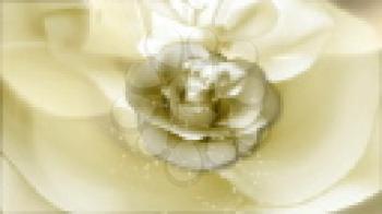 Royalty Free Video of a Rotating White Rose 