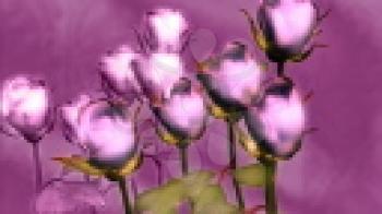 Royalty Free Video of Rotating Purple Rose Stems