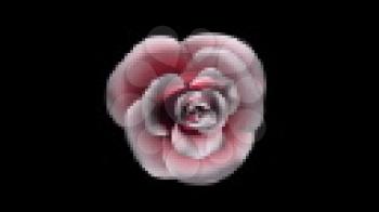 Royalty Free Video of a Rotating Pink Rose